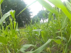 wanking in the cornfield and cumming in...